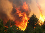 Запобігання лісовим пожежам